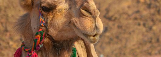 Египет с полет до Хургада - мини почивка в Хургада, круиз по Нил и екскурзия в Кайро с вътрешен полет 2026