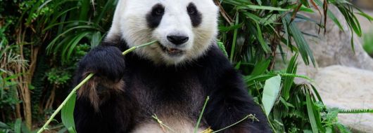 КИТАЙ – ПАНОРАМНА ОБИКОЛКА