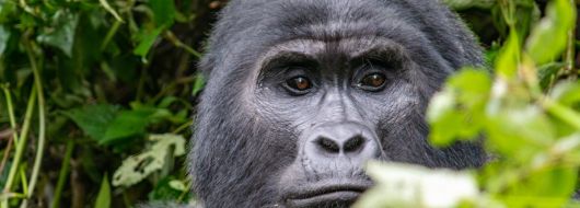 Екскурзия в УГАНДА -  Най-доброто класическо сафари и  среща с дивите горили!