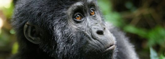 Най-доброто от РУАНДА  - необикновена близка среща с дивите горили, шимпанзета и златни маймуни