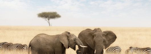 Екскурзия в КЕНИЯ - класическо сафари и почивка на Диани бийч