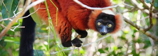 Екскурзия в МАДАГАСКАР - Земя на контрасти - лемури, китове и плажове