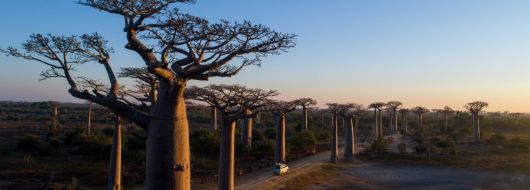 Екскурзия в МАДАГАСКАР - Уникалните пейзажи и дивата природа на Мадагаскар!