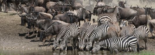 Екскурзия до ТАНЗАНИЯ със ЗАНЗИБАР: несравним сафари спектакъл и прекрасна почивка - с водач от България!