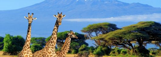 Екскурзия в ТАНЗАНИЯ- Изкачване на Килиманджаро и сафари в света на Голямата петорка - с водач от България!