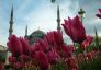 Екскурзия в ТУРЦИЯ- Фестивал на лалетата - Истанбул /3 нощувки/ от Плевен и Ловеч