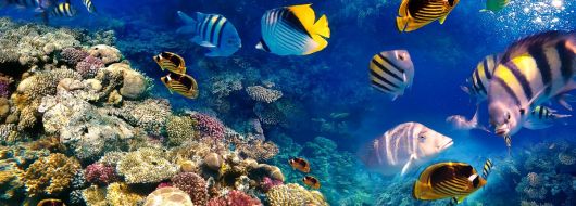 Почивка в ЕГИПЕТ - ШАРМ ЕЛ ШЕЙХ - Специална ваканционна програма за всички възрасти!