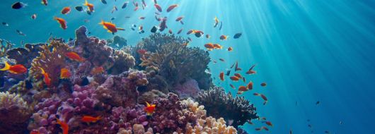 Почивка в ЕГИПЕТ - ШАРМ ЕЛ ШЕЙХ - 8 дни, с полет на Wizz Air!