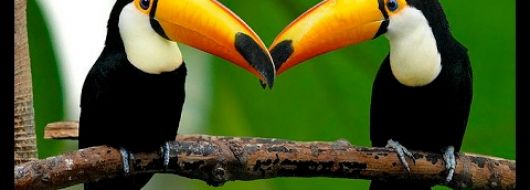 РИО ДЕ ЖАНЕЙРО, водопадите ИГУАСУ и АМАЗОНИЯ - 14.04.2026, 19.05.2026, 21.10.2026, 25.11.2026, 18.12.2026