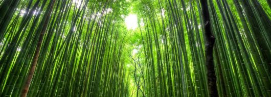 ЯПОНИЯ И СЕУЛ 12.04.2026