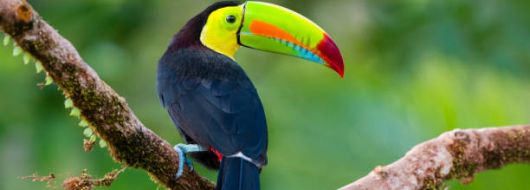 КОСТА РИКА - 10.02.2026, 11.05.2026, 18.09.2026, 16.10.2026, 27.11.2026