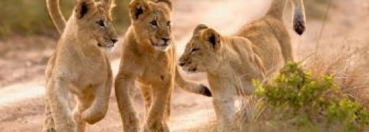 ЮАР, ЗИМБАБВЕ с водопада ВИКТОРИЯ, БОТСВАНА, НАМИБИЯ-07.04.2026 -МЪЖ ЗА КОМБИНАЦИЯ! ПОТВЪРДЕНА ГРУПА