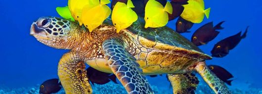 Великден в Шарм ел Шейх, Египет със самолет от Варна - 7 нощувки