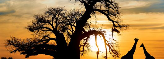 РУАНДА 2026 / УНИКАЛНО ДЖИП САФАРИ СРЕД ГОРИЛИ, ШИМПАНЗЕТА И ГОЛЯМАТА ПЕТОРКА (ЛЪВ, ЛЕОПАРД, СЛОН, Б