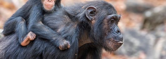 РУАНДА 2026 / ДЖИП САФАРИ СРЕД ШИМПАНЗЕТА, ГОРИЛИ И НАЦИОНАЛЕН ПАРК АКАГЕРА (BIG 5) - ПРОГРАМА 8 НОЩ