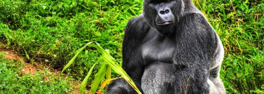 РУАНДА 2026 / ДЖИП САФАРИ СРЕД ШИМПАНЗЕТА И ГОРИЛИ - УНИКАЛНО ПРЕЖИВЯВАНЕ / ПРОГРАМА 6 НОЩУВКИ, 7 ДН